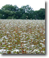 Beauty of buckwheat