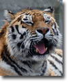 Tiger in Kiev zoo